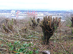 Cut trees photo